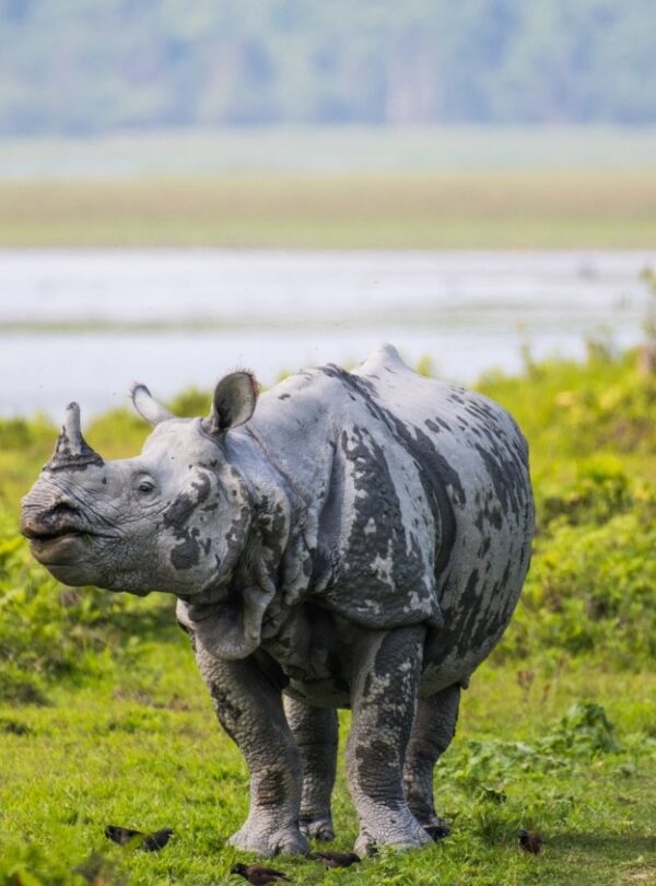 Bharat Darshan North East tour Packages