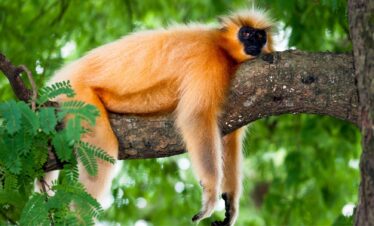 Assam and Meghalaya Tour Packages