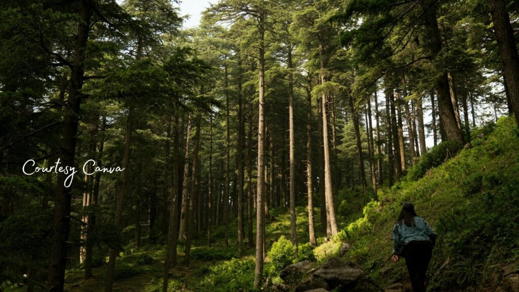 Bharat Darshan Kafni Tours