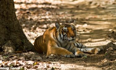 Bharat Darshan Corbett and Nainital Trip