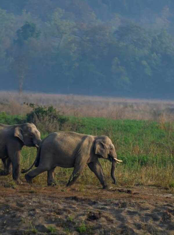 Bharat Darshan Corbett and Nainital Trip