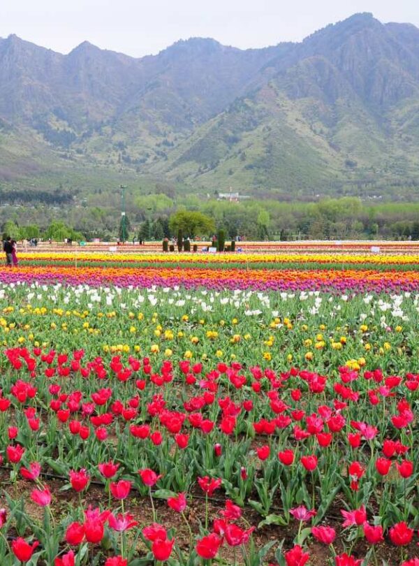 Bharat-Darshan-Kashmir-Trip