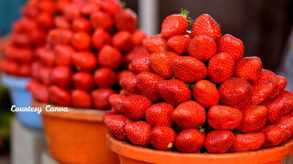 Bharat Darshan HIlls of Sahyadri