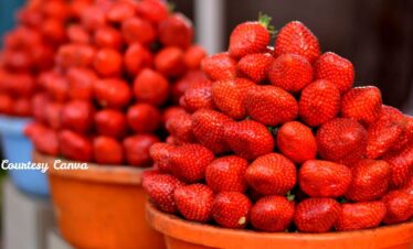 Bharat Darshan HIlls of Sahyadri