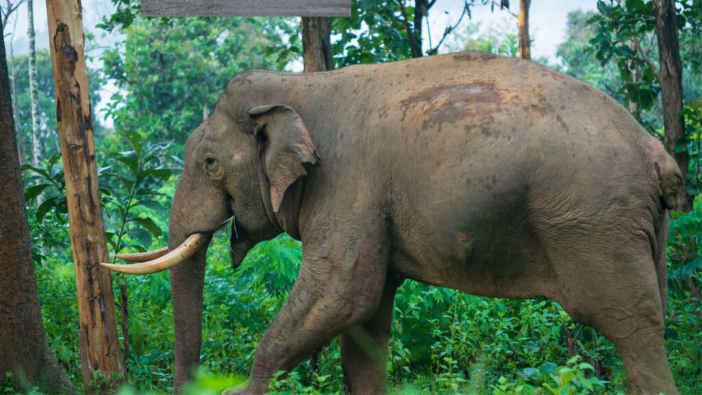 Bharat Darshan Ooty and Wayanad Trip