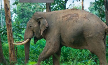 Bharat Darshan Ooty and Wayanad Trip