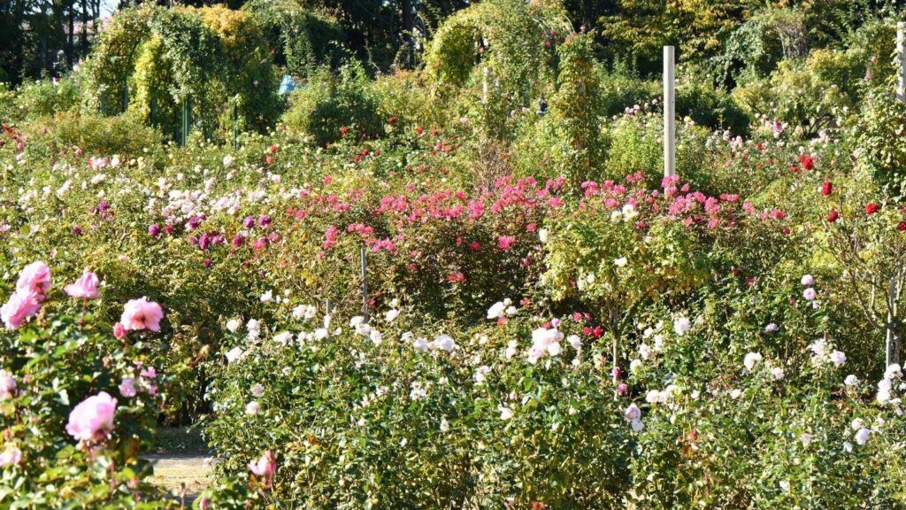 Bharat Darshan Ooty and Wayanad Trip