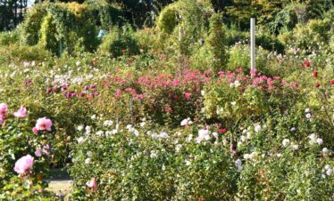 Bharat Darshan Ooty and Wayanad Trip