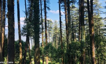 Bharat Darshan Mussoorie and Dhanaulti Combo